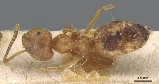 Lasius carniolicus - CASENT0915589