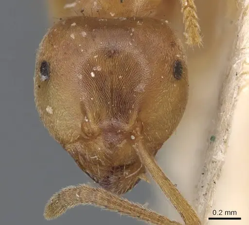 Lasius carniolicus - CASENT0915589