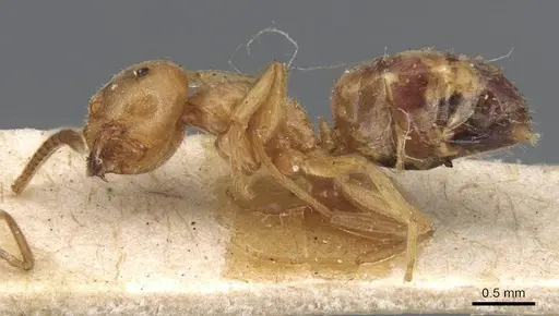 Lasius carniolicus - CASENT0915589