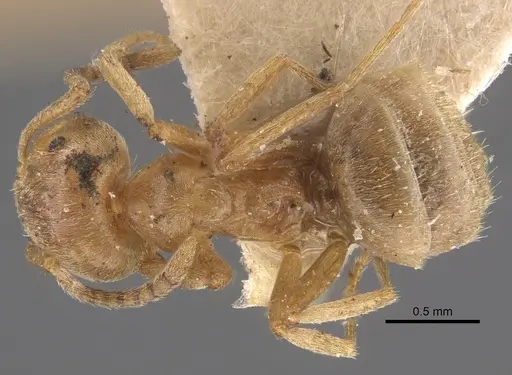 Lasius carniolicus - CASENT0917312