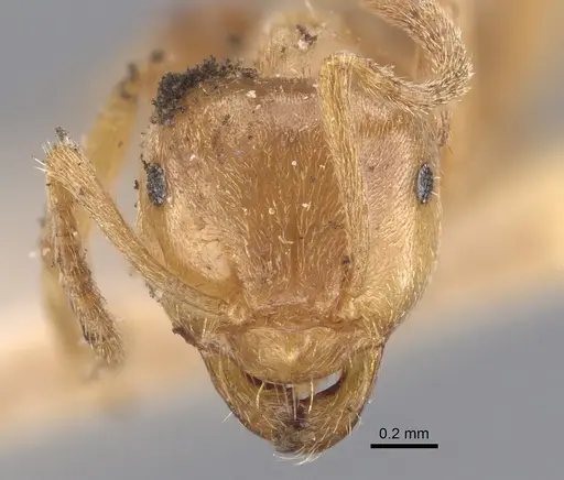 Lasius carniolicus - CASENT0917312