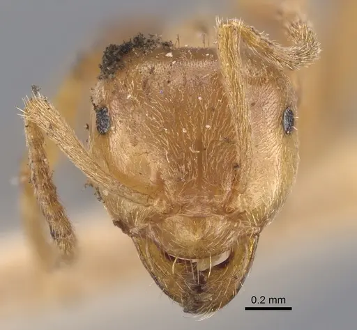 Lasius carniolicus - CASENT0917312