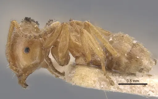 Lasius carniolicus - CASENT0917312