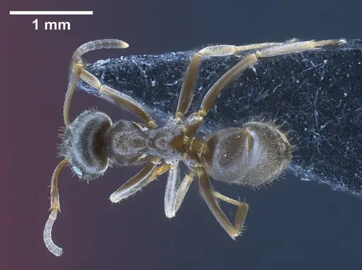 Lasius casevitzi specimen