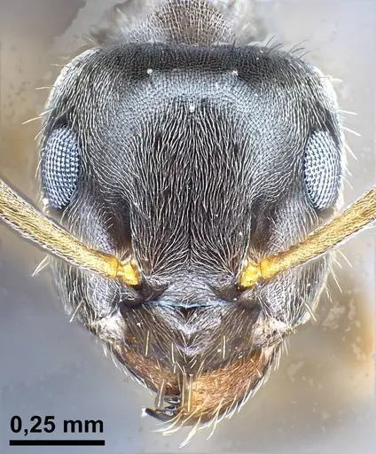 Lasius casevitzi specimen
