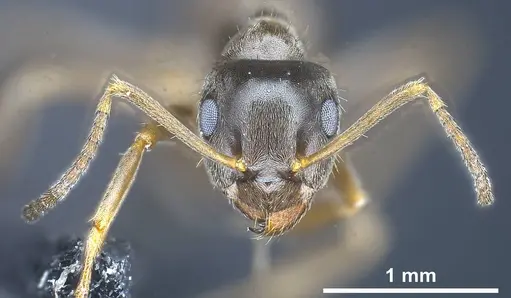 Lasius casevitzi - ANTWEB1038019