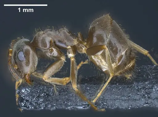 Lasius casevitzi - ANTWEB1038019