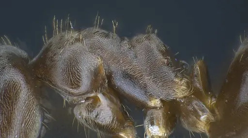 Lasius casevitzi - ANTWEB1038019