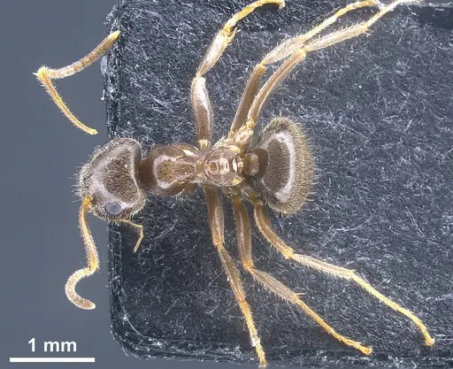 Lasius chinensis specimen