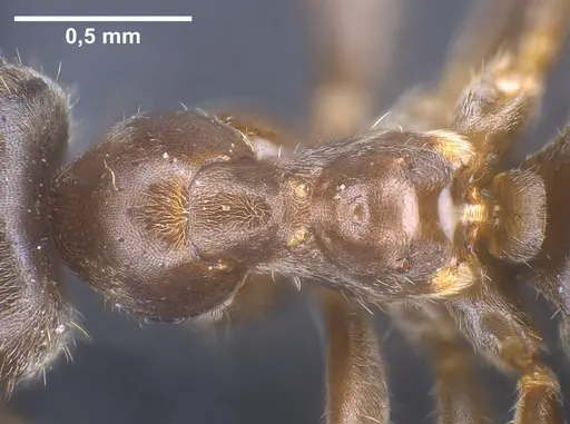 Lasius chinensis specimen