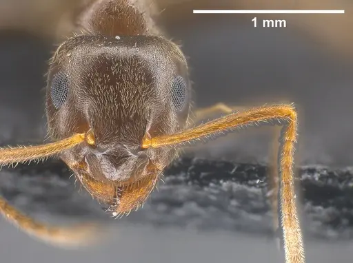 Lasius chinensis specimen