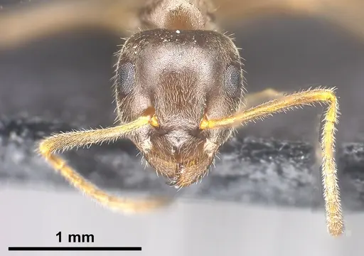 Lasius chinensis - ANTWEB1041437