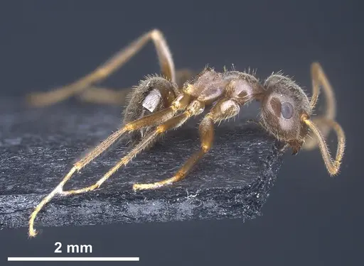 Lasius chinensis - ANTWEB1041437