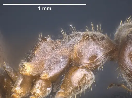 Lasius chinensis - ANTWEB1041437