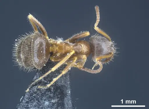Lasius cinereus specimen