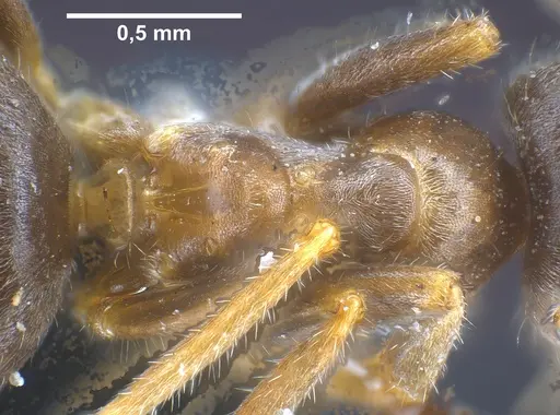 Lasius cinereus specimen