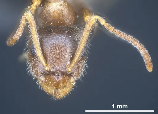 Lasius cinereus specimen