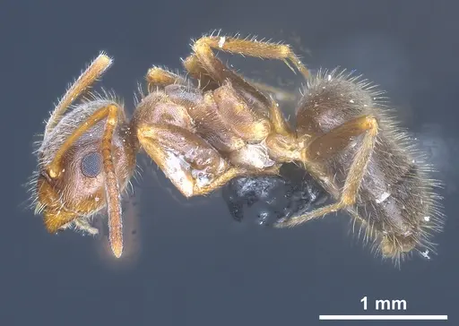 Lasius cinereus - ANTWEB1041439