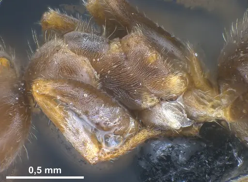 Lasius cinereus - ANTWEB1041439