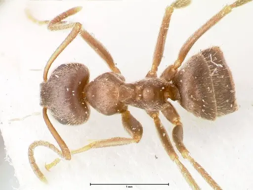 Lasius cinereus - FOCOL0743