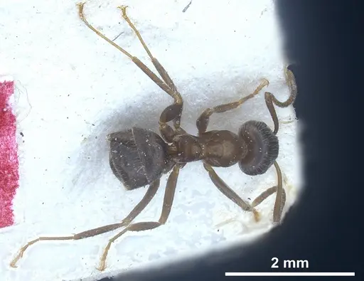 Lasius cinereus - FOCOL0743