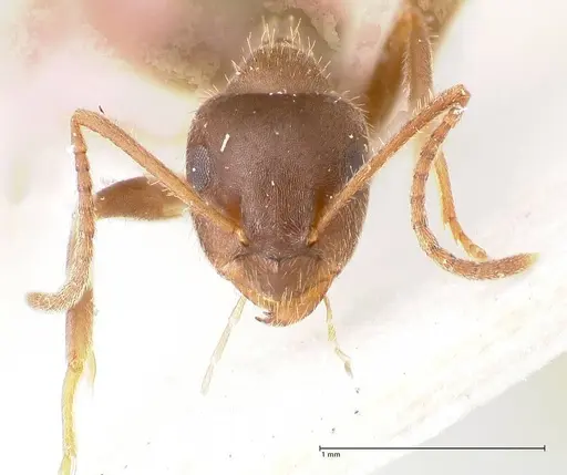Lasius cinereus - FOCOL0743