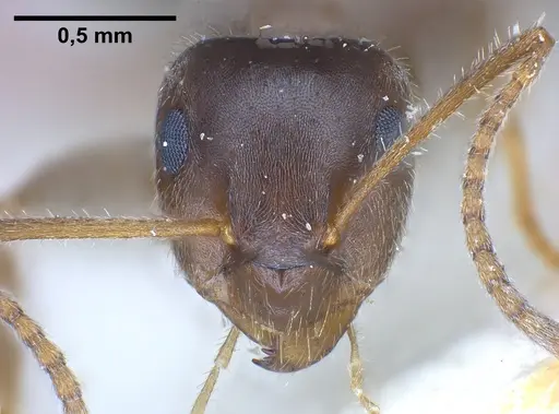 Lasius cinereus - FOCOL0743