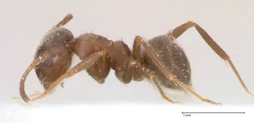 Lasius cinereus - FOCOL0743