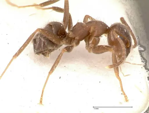 Lasius cinereus - FOCOL0743