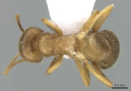 Lasius citrinus specimen