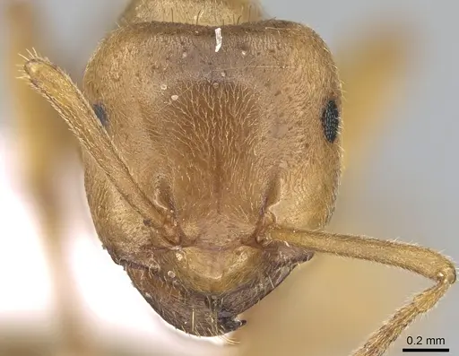 Lasius citrinus specimen