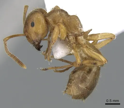 Lasius citrinus specimen
