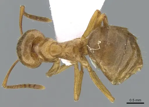 Lasius citrinus - CASENT0281205