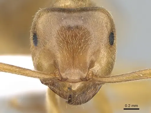Lasius citrinus - CASENT0281205