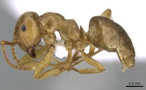 Lasius citrinus - CASENT0281205