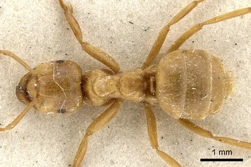 Lasius citrinus - CASENT0903214