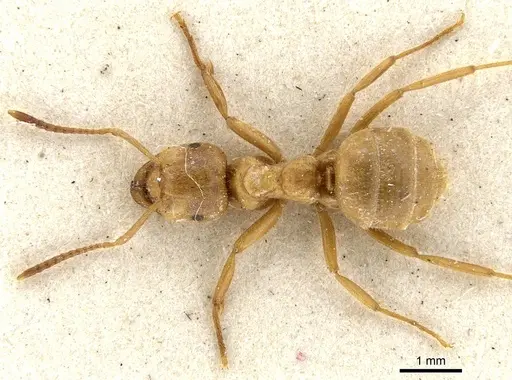 Lasius citrinus - CASENT0903214