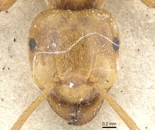 Lasius citrinus - CASENT0903214