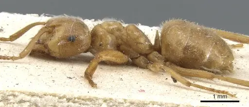 Lasius citrinus - CASENT0903214