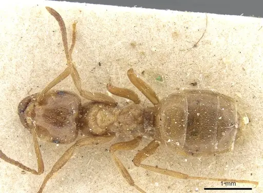 Lasius citrinus - CASENT0905679