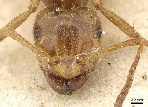 Lasius citrinus - CASENT0905679