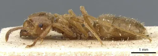 Lasius citrinus - CASENT0905679