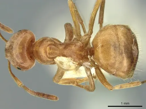 Lasius citrinus - CASENT0906277