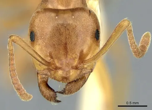 Lasius citrinus - CASENT0906277