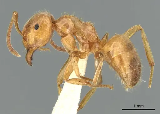 Lasius citrinus - CASENT0906277