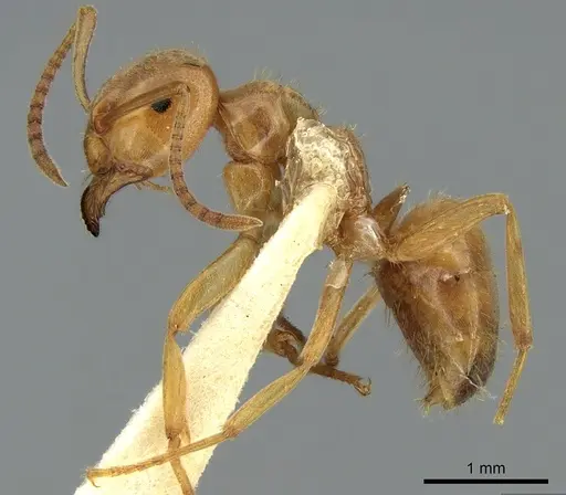 Lasius citrinus - CASENT0906277