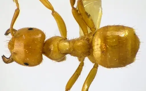 Lasius claviger specimen