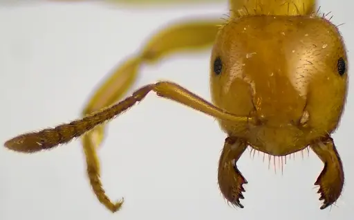 Lasius claviger specimen
