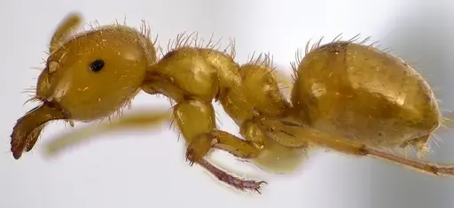 Lasius claviger specimen