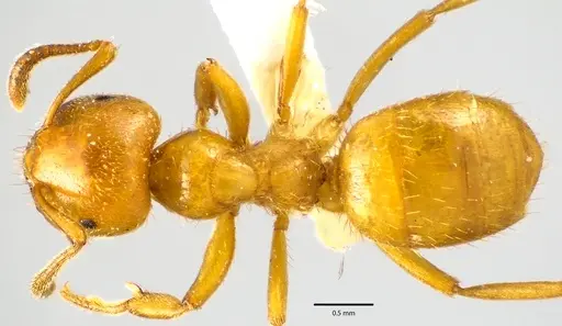 Lasius claviger - ANTWEB1041645